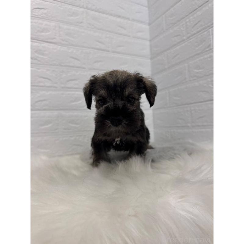 販売中の東京都のミニチュアシュナウザー-436434の4枚目