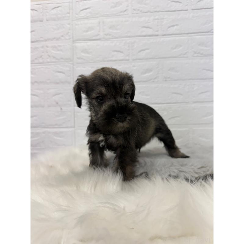 販売中の東京都のミニチュアシュナウザー-436434の2枚目