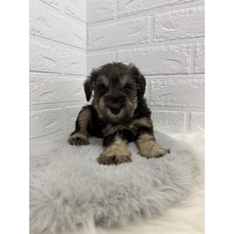 販売中の東京都のミニチュアシュナウザー-436435の11枚目