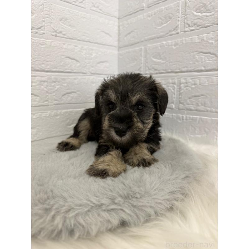 販売中の東京都のミニチュアシュナウザー-436435の10枚目