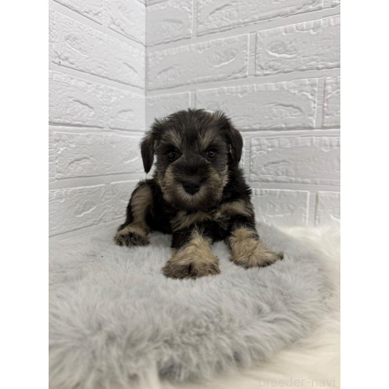 販売中の東京都のミニチュアシュナウザー-436435の9枚目