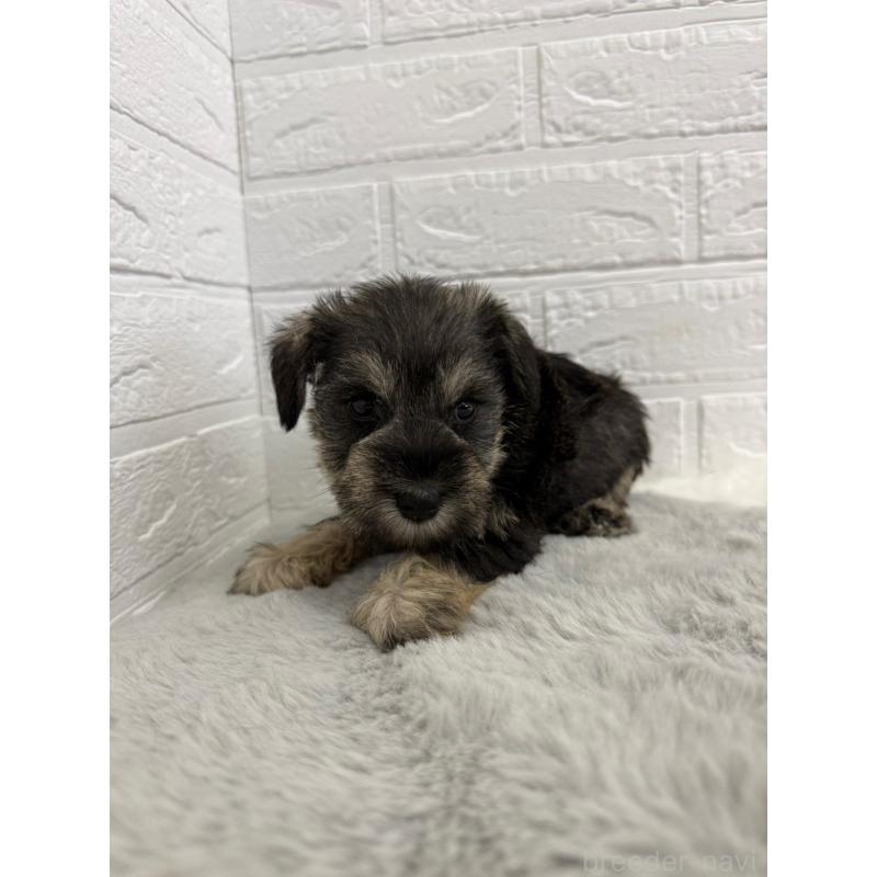 販売中の東京都のミニチュアシュナウザー-436435の7枚目