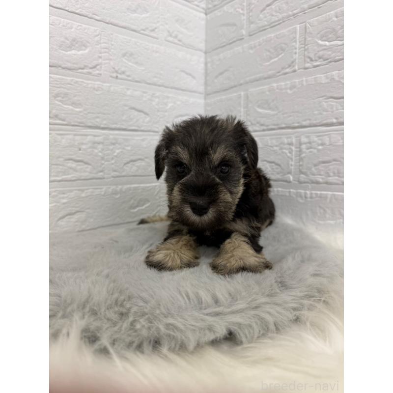 販売中の東京都のミニチュアシュナウザー-436435の6枚目