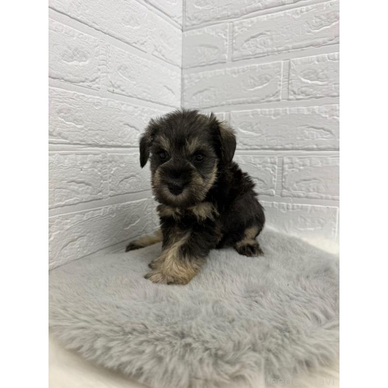 販売中の東京都のミニチュアシュナウザー-436435の5枚目