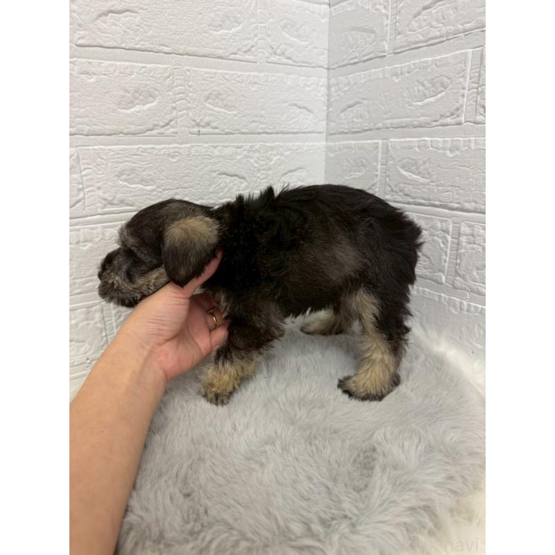 販売中の東京都のミニチュアシュナウザー-436435の3枚目