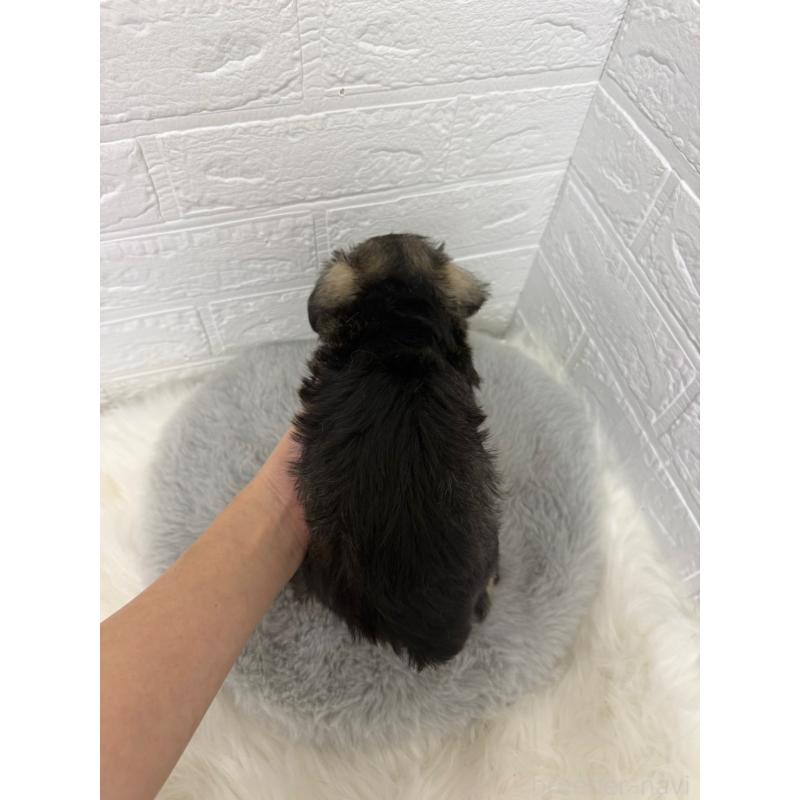 販売中の東京都のミニチュアシュナウザー-436435の2枚目