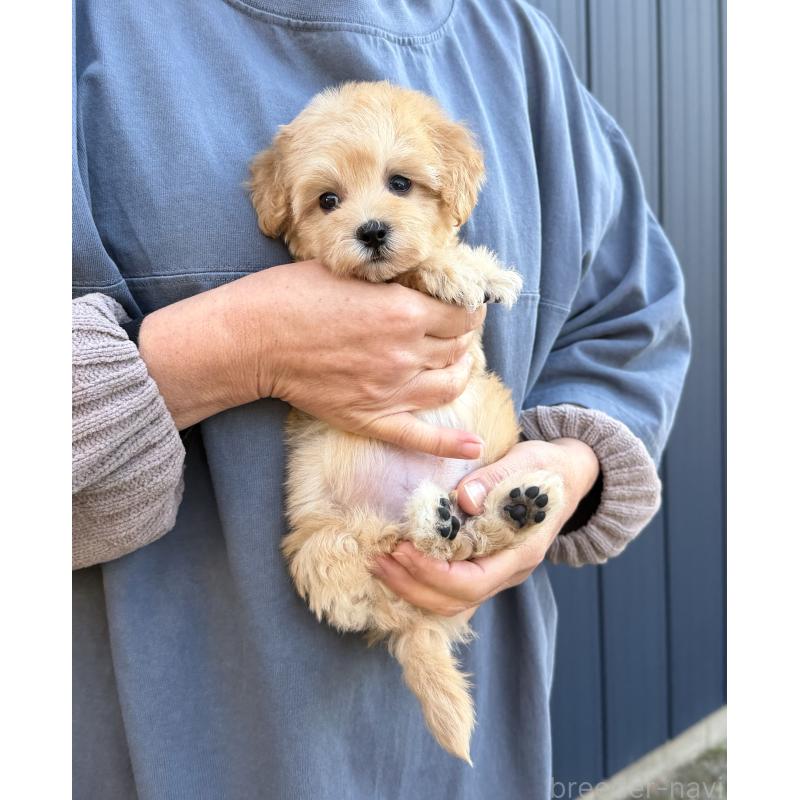 販売中の千葉県のマルプー:マルチーズ×トイプードル-432333の31枚目