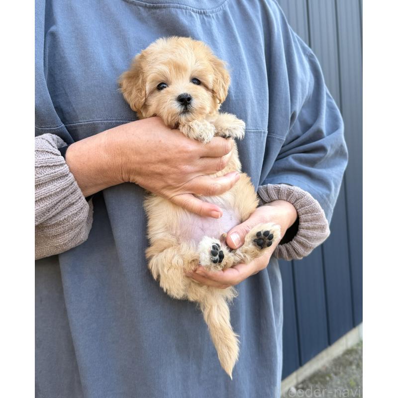 販売中の千葉県のマルプー:マルチーズ×トイプードル-432333の29枚目