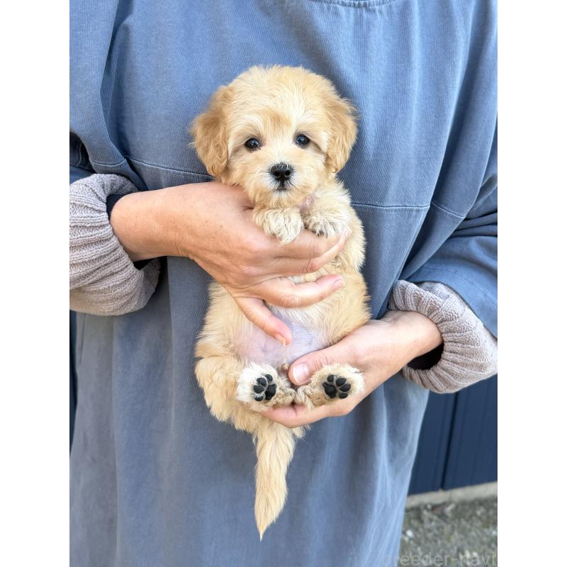 販売中の千葉県のマルプー:マルチーズ×トイプードル-432333の28枚目
