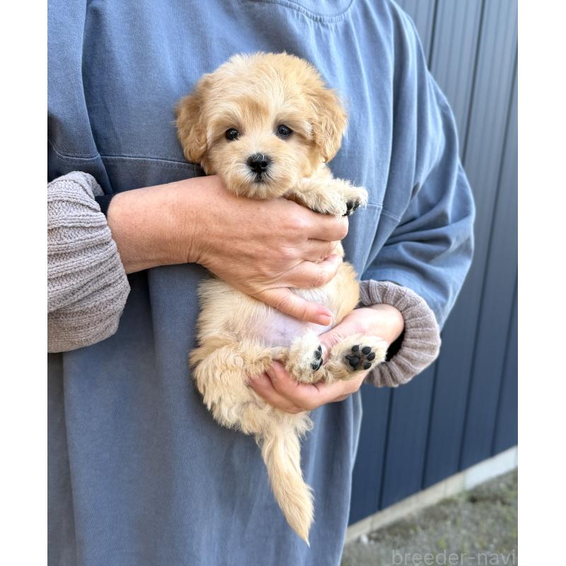 販売中の千葉県のマルプー:マルチーズ×トイプードル-432333の27枚目