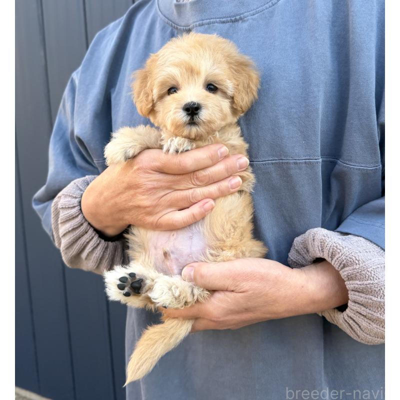 販売中の千葉県のマルプー:マルチーズ×トイプードル-432333の26枚目