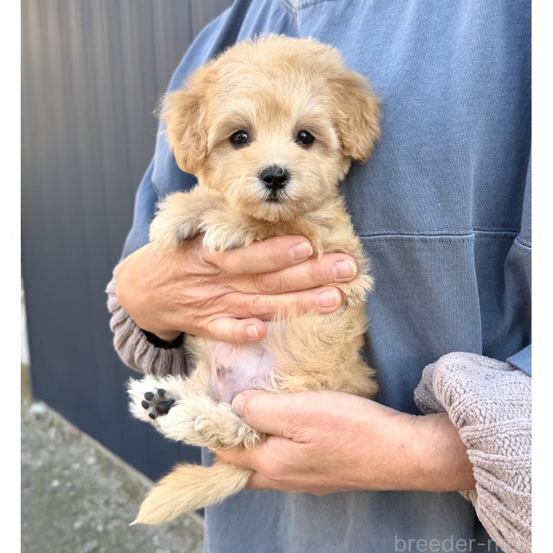 販売中の千葉県のマルプー:マルチーズ×トイプードル-432333の25枚目