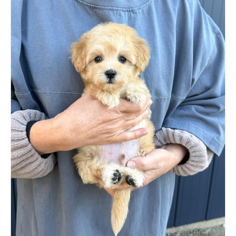 販売中の千葉県のマルプー:マルチーズ×トイプードル-432333の24枚目