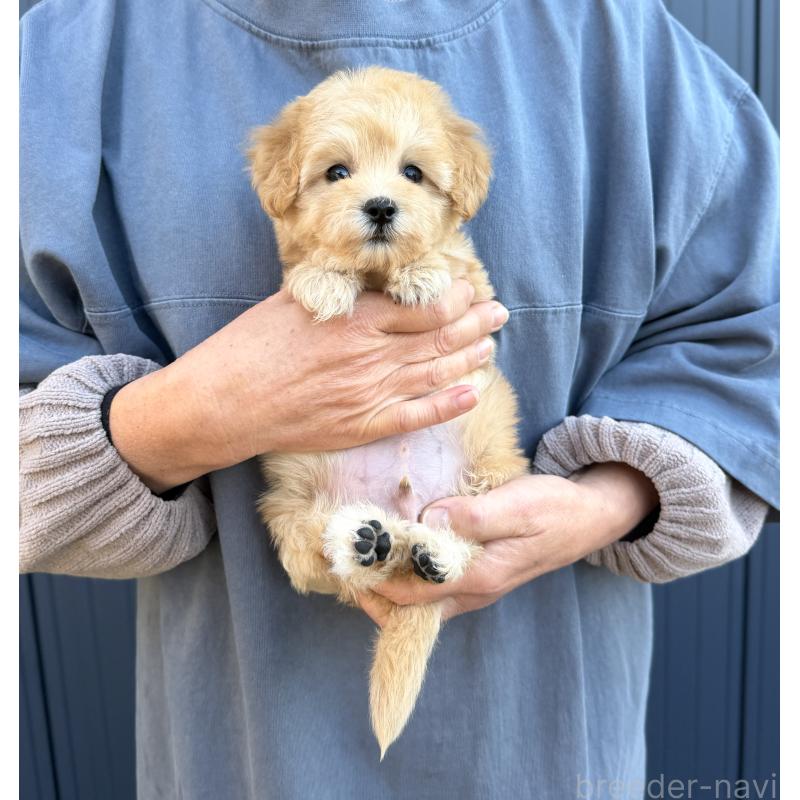 販売中の千葉県のマルプー:マルチーズ×トイプードル-432333の22枚目