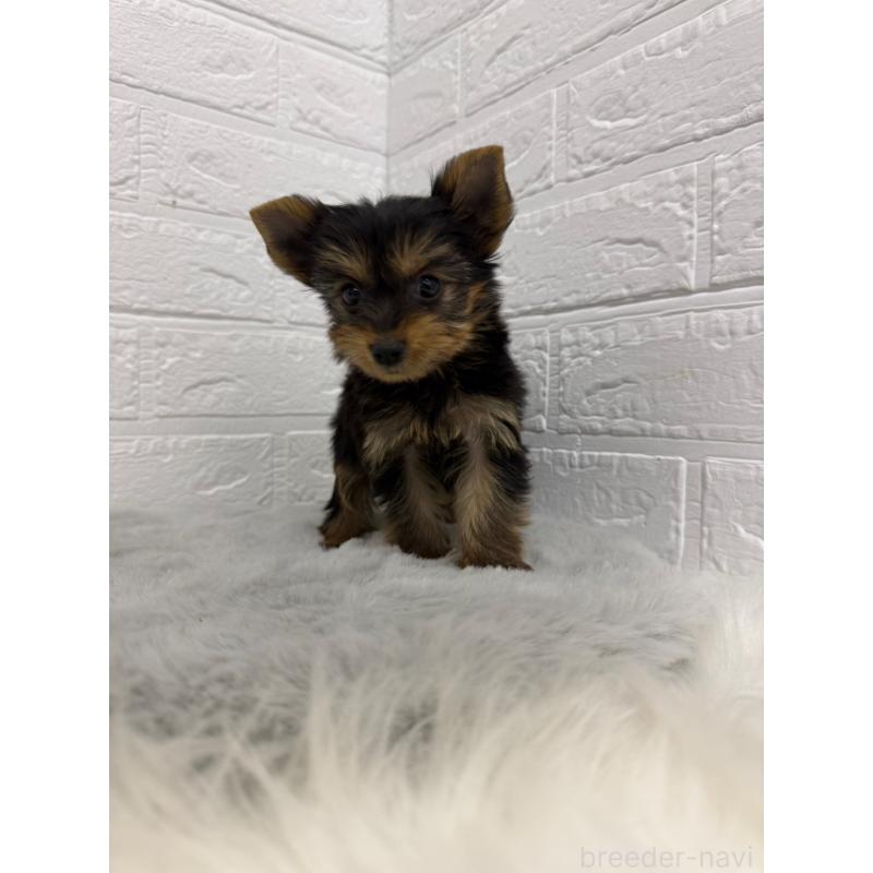 販売中の東京都のヨークシャーテリア-436436の14枚目