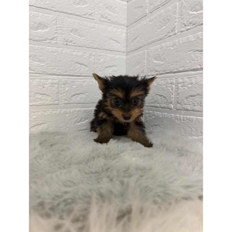 販売中の東京都のヨークシャーテリア-436436の13枚目