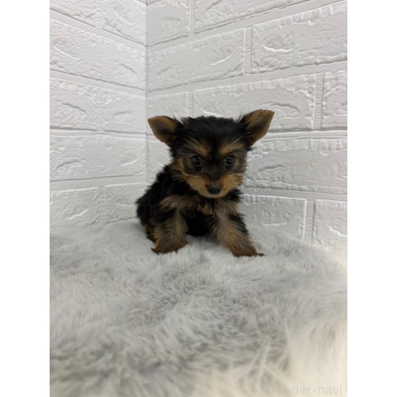 販売中の東京都のヨークシャーテリア-436436の12枚目