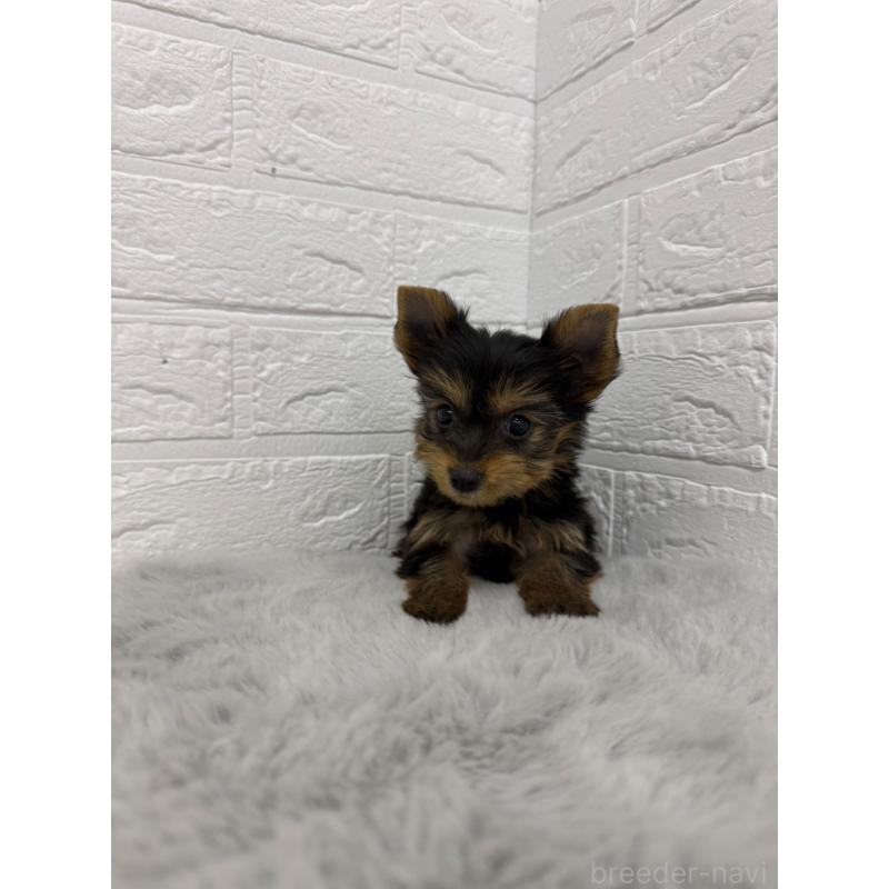 販売中の東京都のヨークシャーテリア-436436の9枚目