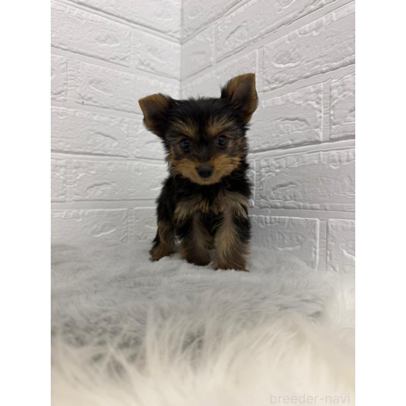 販売中の東京都のヨークシャーテリア-436436の10枚目