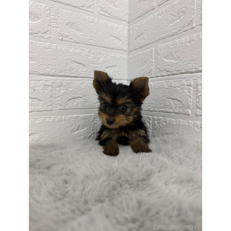 販売中の東京都のヨークシャーテリア-436436の8枚目