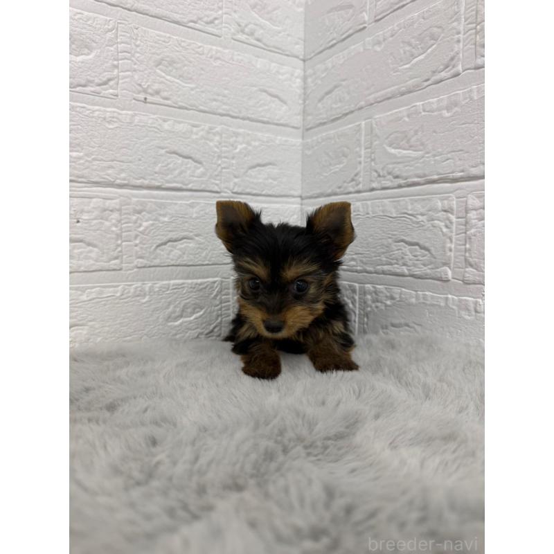 販売中の東京都のヨークシャーテリア-436436の7枚目