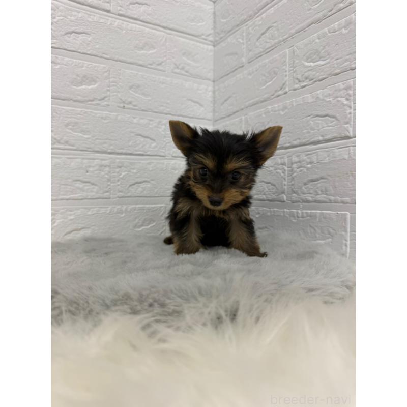 販売中の東京都のヨークシャーテリア-436436の5枚目