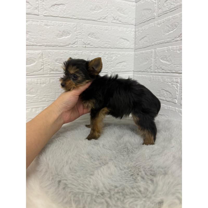 販売中の東京都のヨークシャーテリア-436436の4枚目