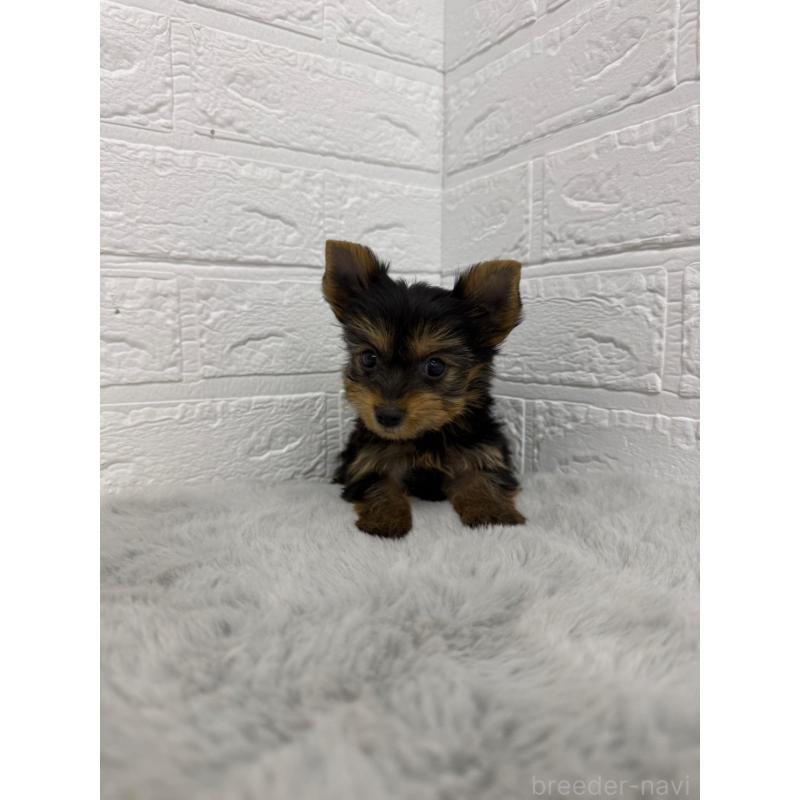 販売中の東京都のヨークシャーテリア-436436の3枚目