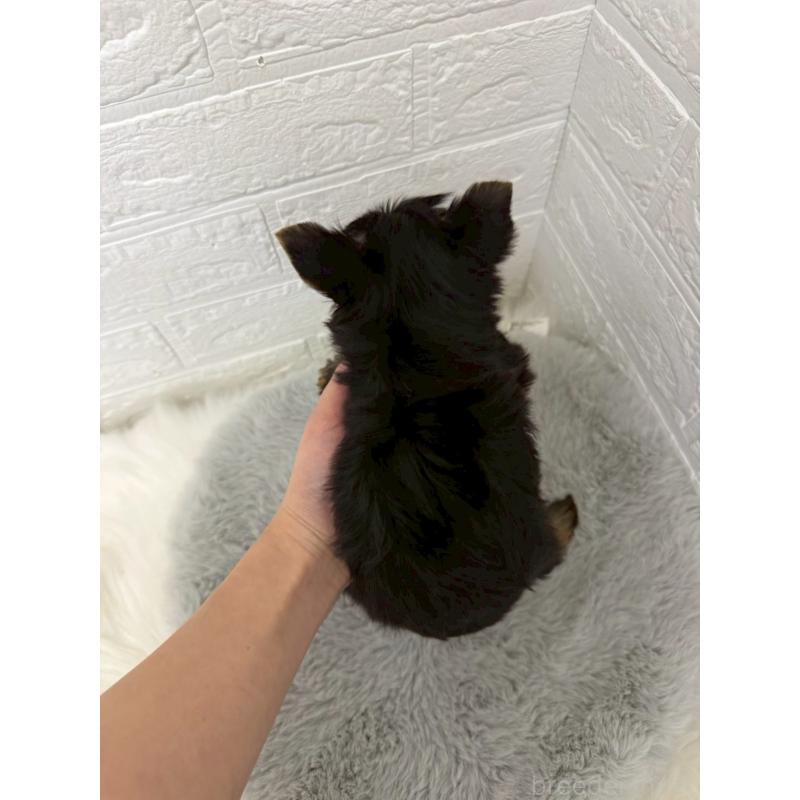 販売中の東京都のヨークシャーテリア-436436の2枚目