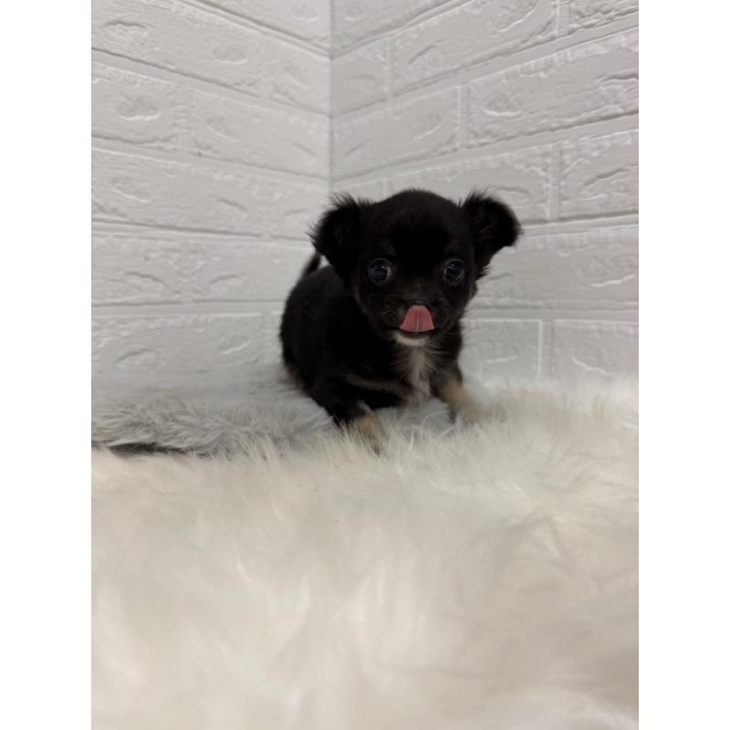 販売中の東京都のチワワ(ロングコート)-436437の12枚目