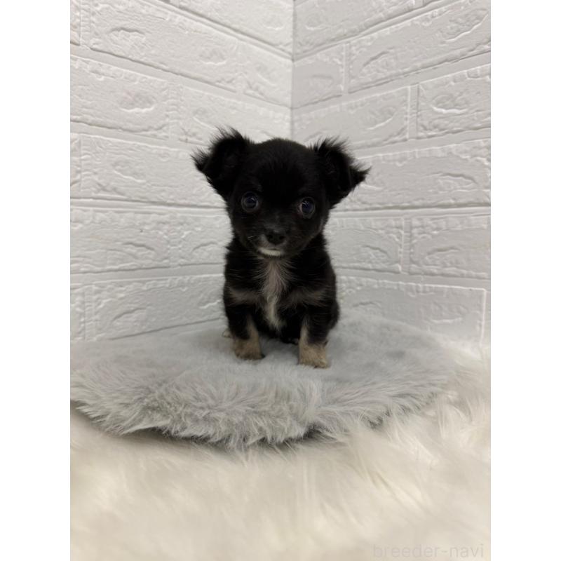 販売中の東京都のチワワ(ロングコート)-436437の11枚目