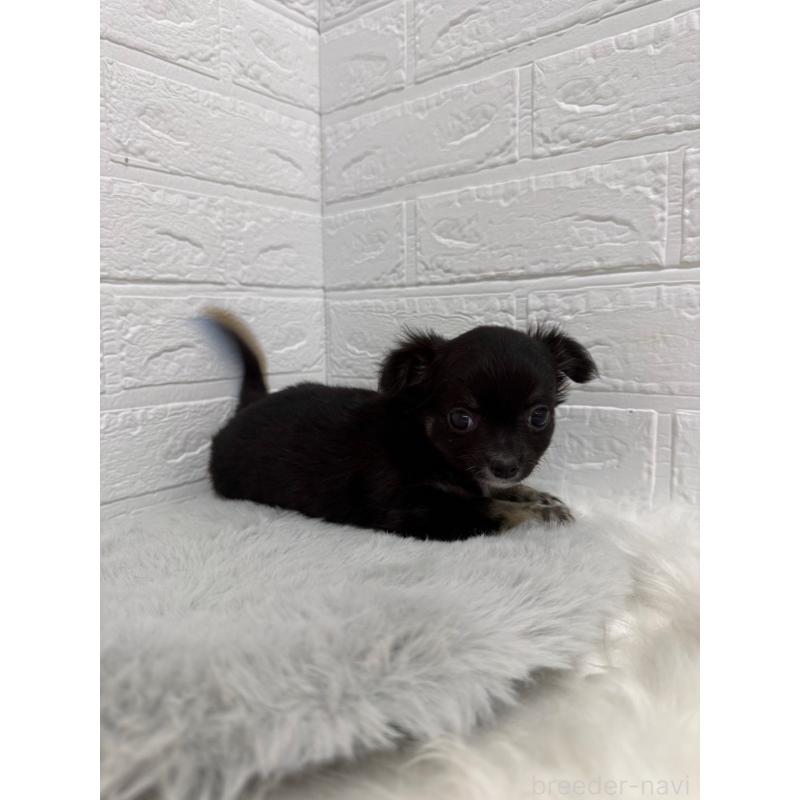 販売中の東京都のチワワ(ロングコート)-436437の10枚目