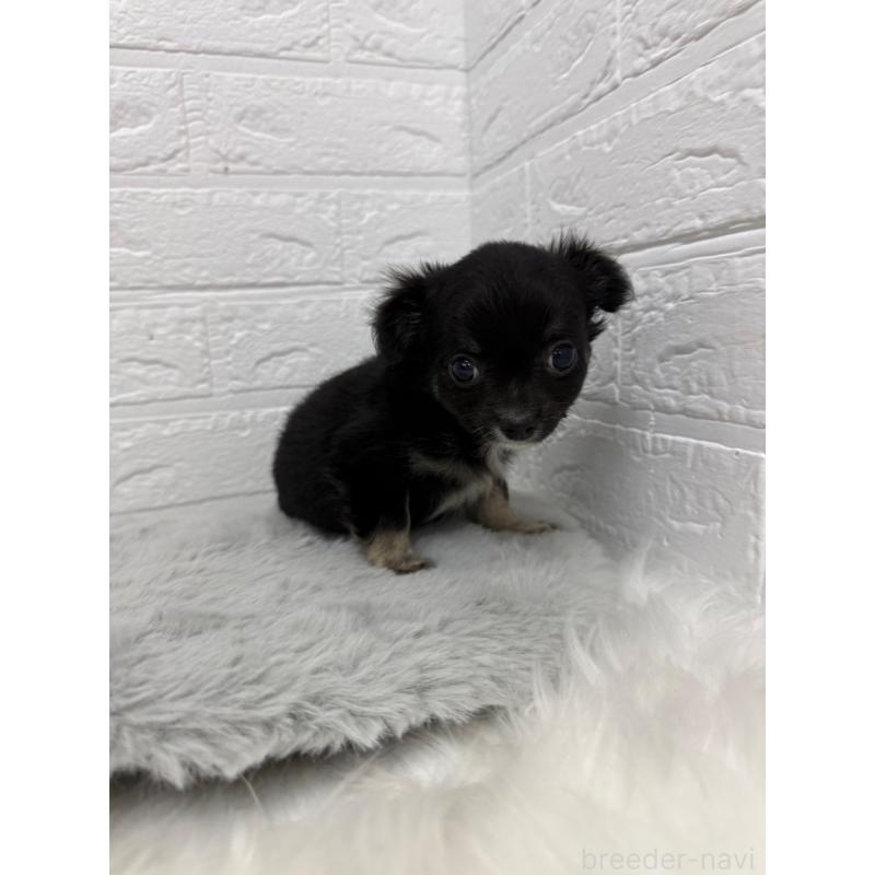 販売中の東京都のチワワ(ロングコート)-436437の9枚目