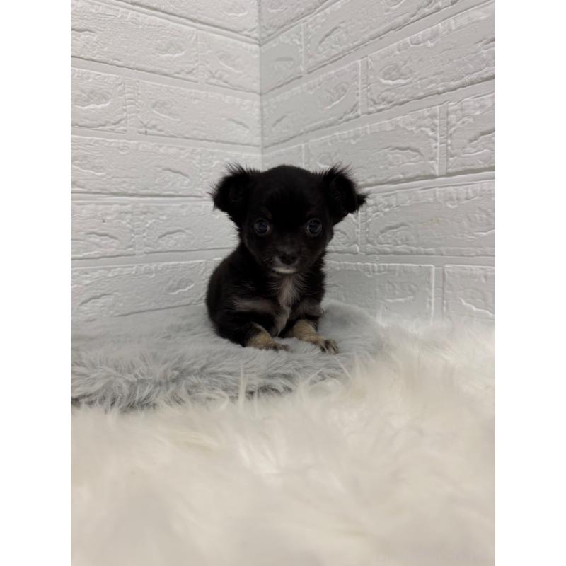 販売中の東京都のチワワ(ロングコート)-436437の8枚目