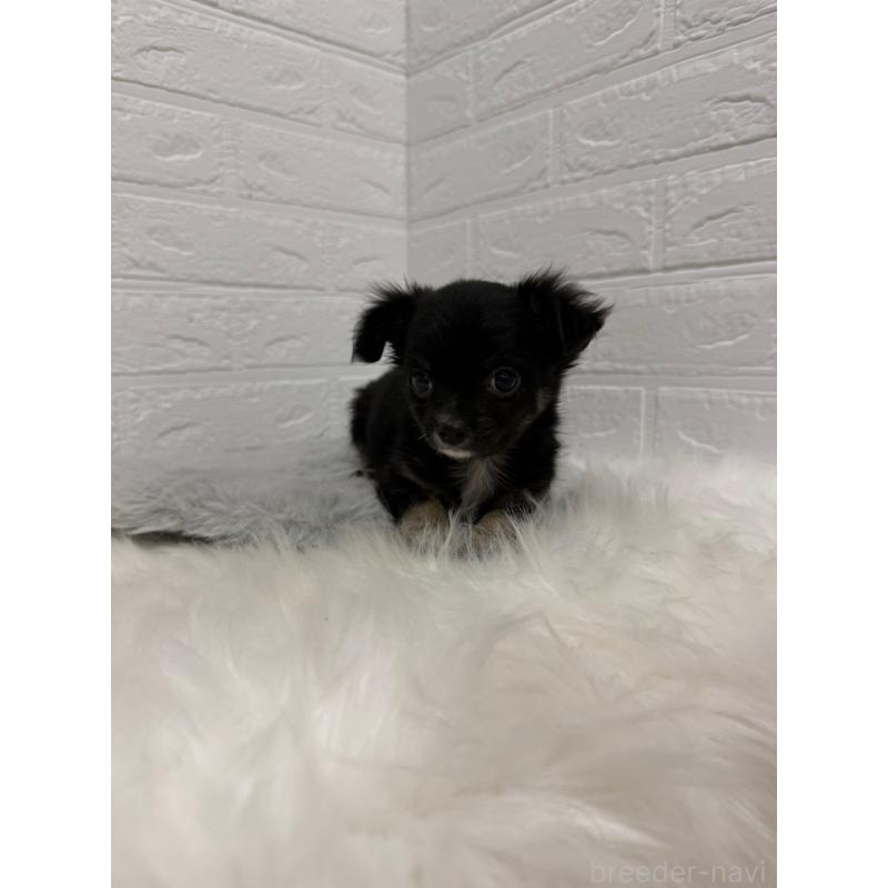 販売中の東京都のチワワ(ロングコート)-436437の7枚目