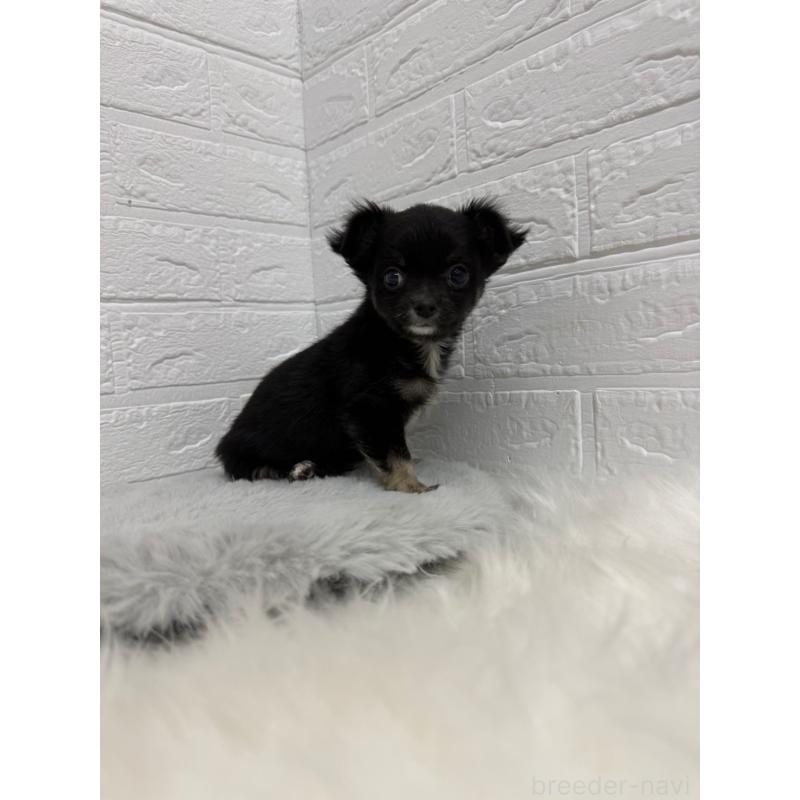 販売中の東京都のチワワ(ロングコート)-436437の6枚目