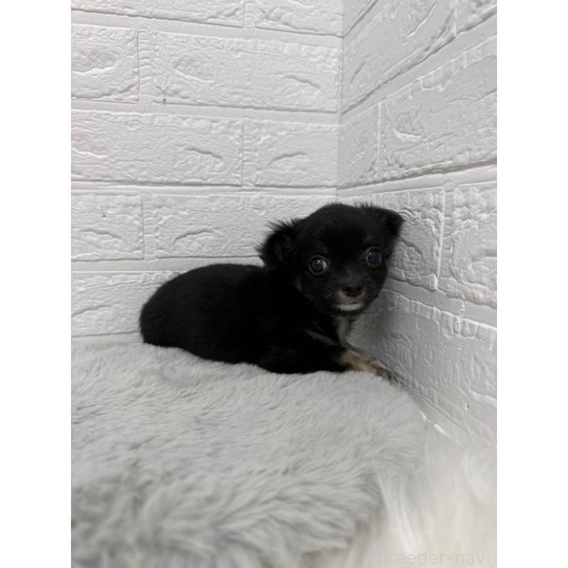 販売中の東京都のチワワ(ロングコート)-436437の5枚目