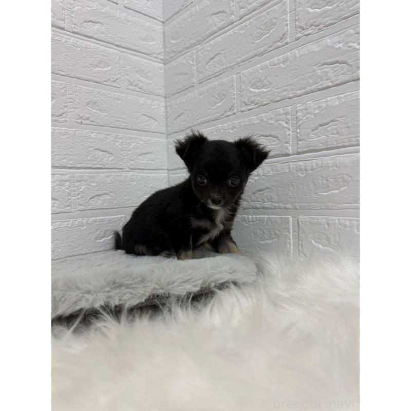 販売中の東京都のチワワ(ロングコート)-436437の3枚目