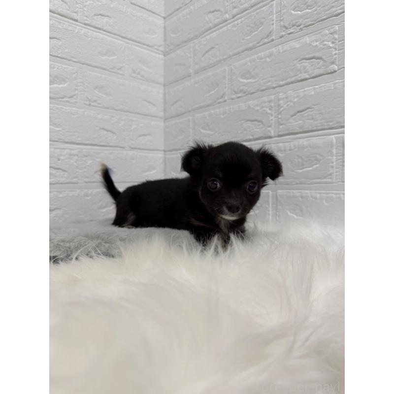 販売中の東京都のチワワ(ロングコート)-436437の2枚目