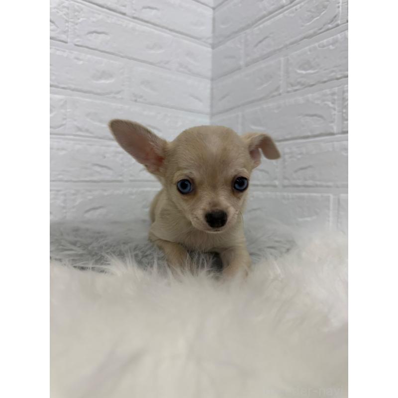 販売中の東京都のチワワ(スムースコート)-436438の10枚目