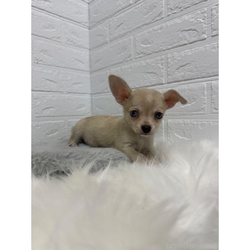 販売中の東京都のチワワ(スムースコート)-436438の9枚目