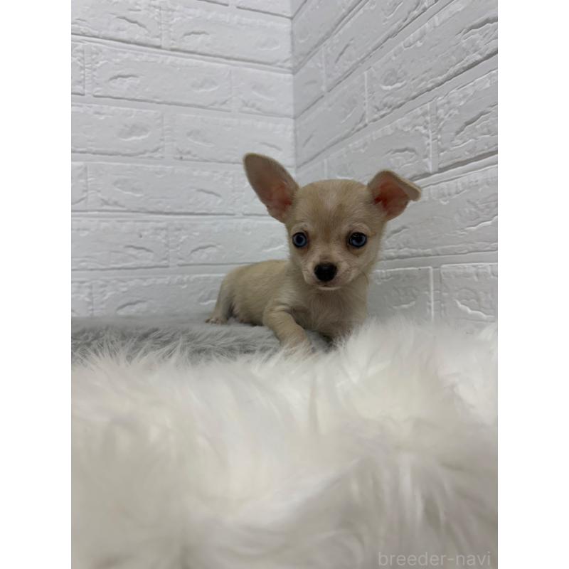 販売中の東京都のチワワ(スムースコート)-436438の8枚目