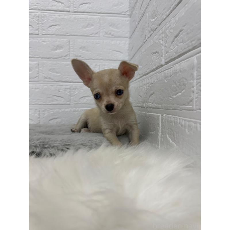 販売中の東京都のチワワ(スムースコート)-436438の7枚目