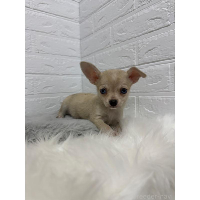 販売中の東京都のチワワ(スムースコート)-436438の5枚目