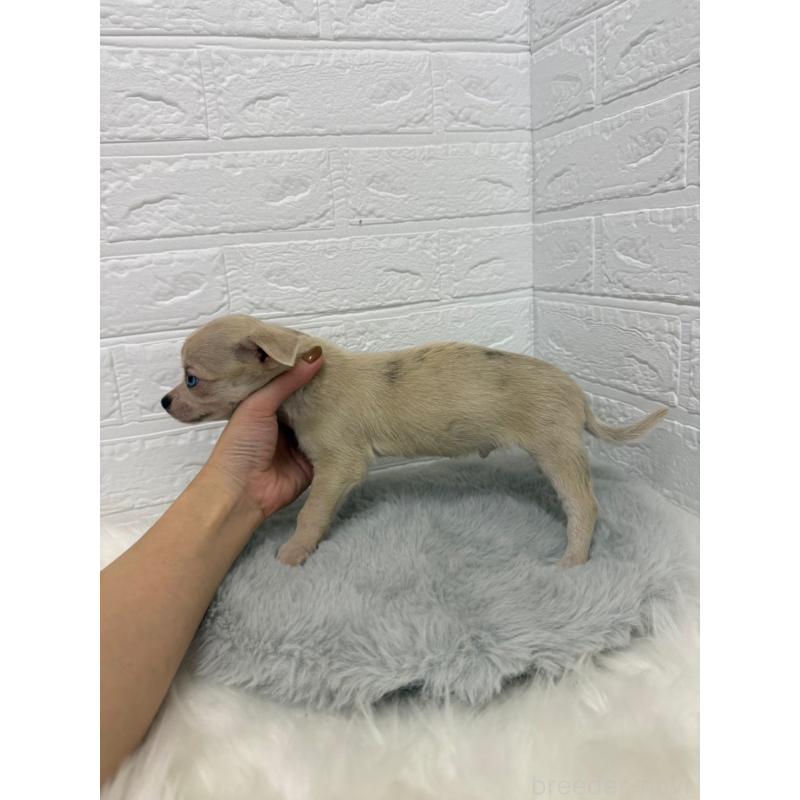 販売中の東京都のチワワ(スムースコート)-436438の3枚目