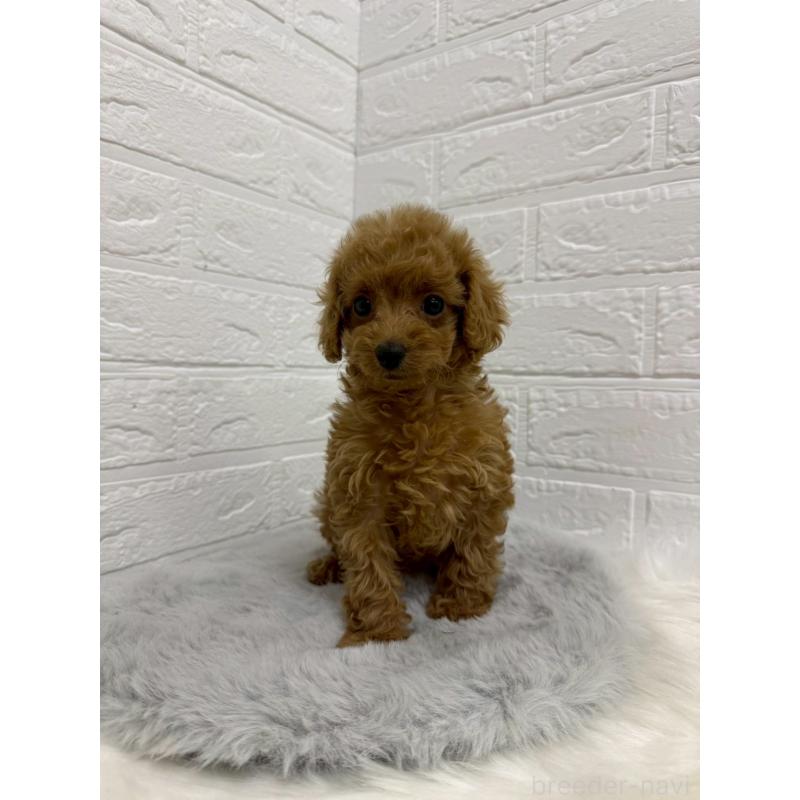 販売中の東京都のタイニープードル-436439の5枚目