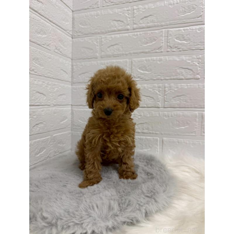 販売中の東京都のタイニープードル-436439の4枚目