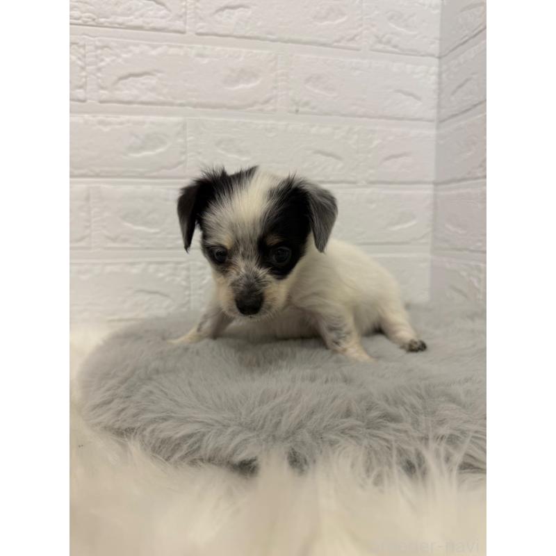 販売中の東京都のチワックス:チワワ×ミニチュアダックスフンド-436440の11枚目