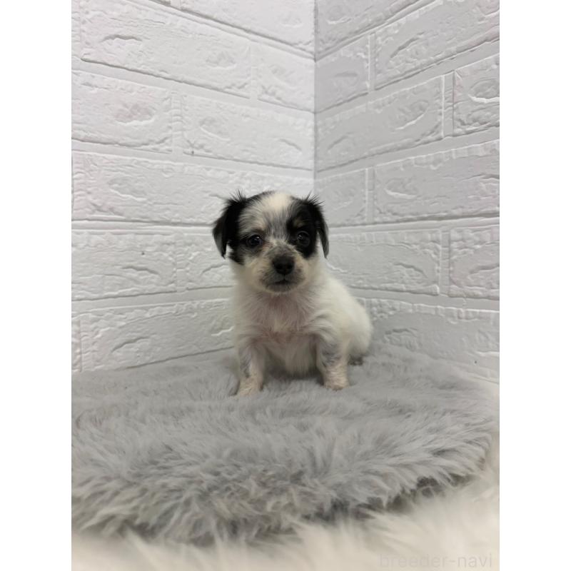 販売中の東京都のチワックス:チワワ×ミニチュアダックスフンド-436440の9枚目