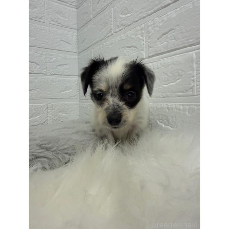 販売中の東京都のチワックス:チワワ×ミニチュアダックスフンド-436440の8枚目